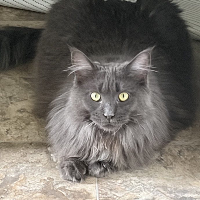 Rachel's Cat Care photo 3