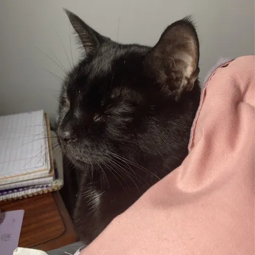 Danica's Cat-Sitting Service