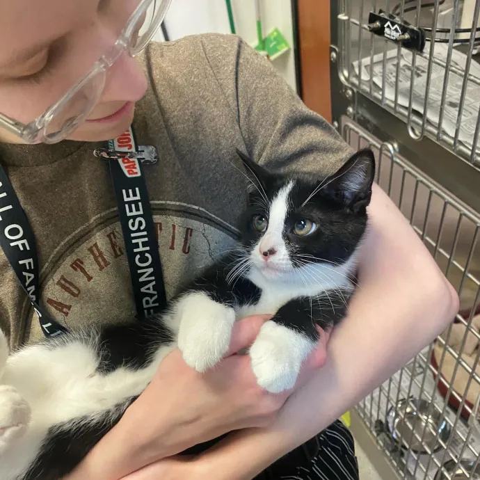 Danica's Cat-Sitting Service