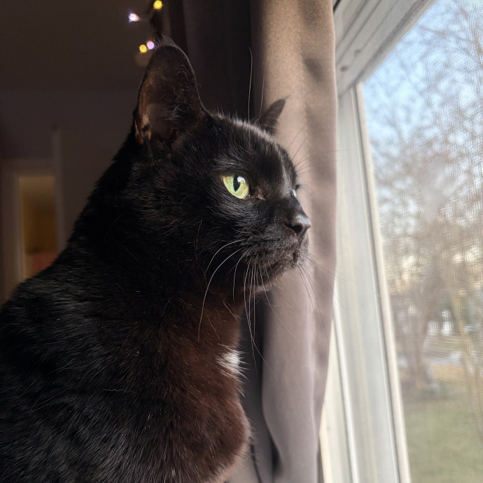 Danica's Cat-Sitting Service