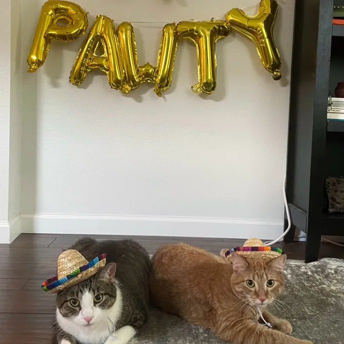 Remember The Ala-Meow