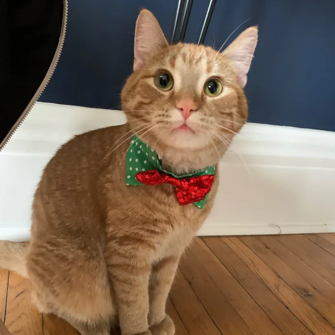 Remember The Ala-Meow