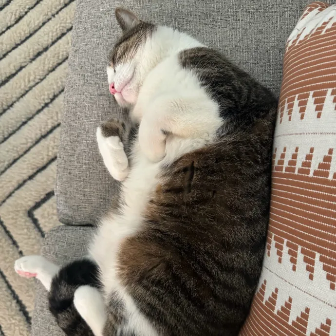 Remember The Ala-Meow