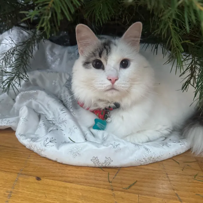 Remember The Ala-Meow