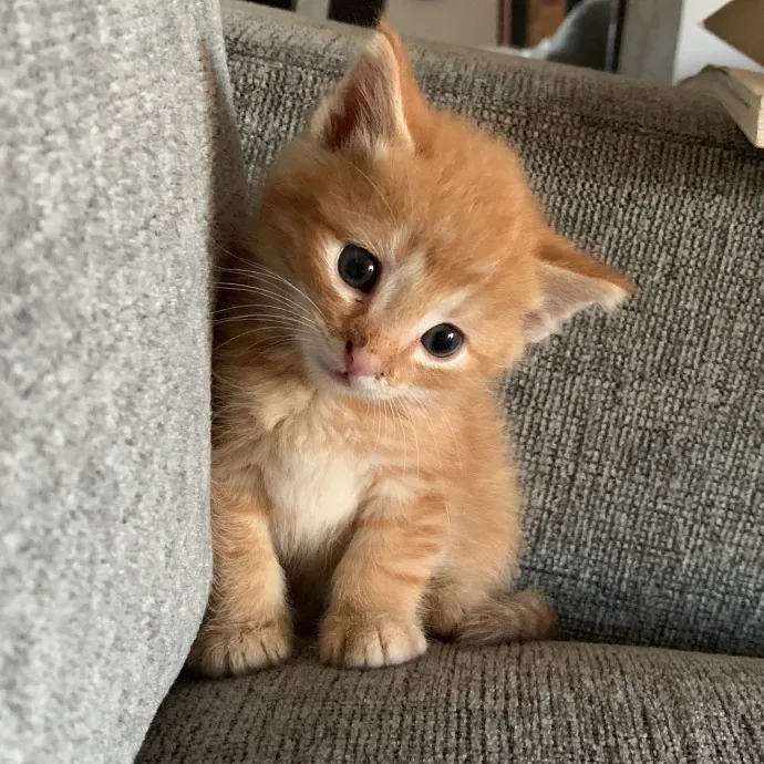 Remember The Ala-Meow