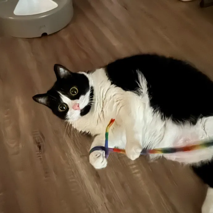 Remember The Ala-Meow