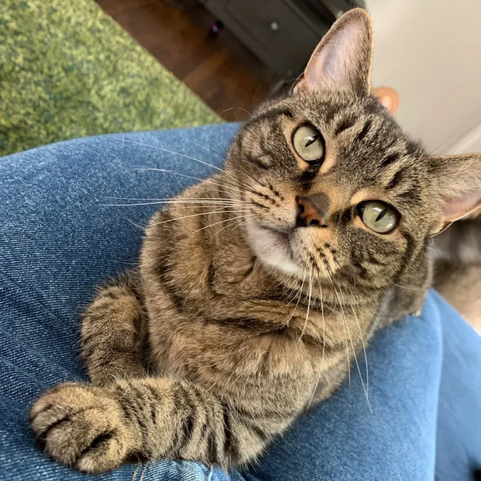 Remember The Ala-Meow