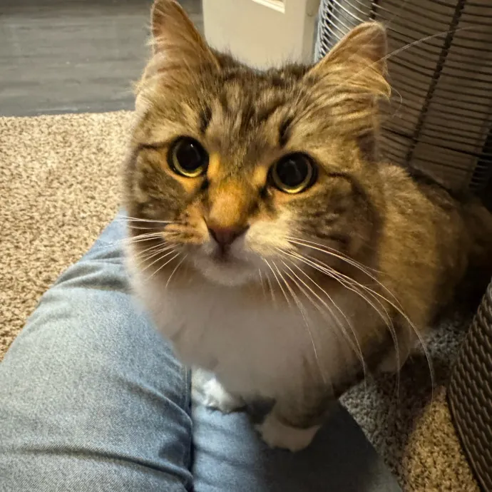 Remember The Ala-Meow