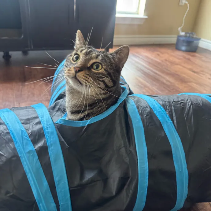 Remember The Ala-Meow