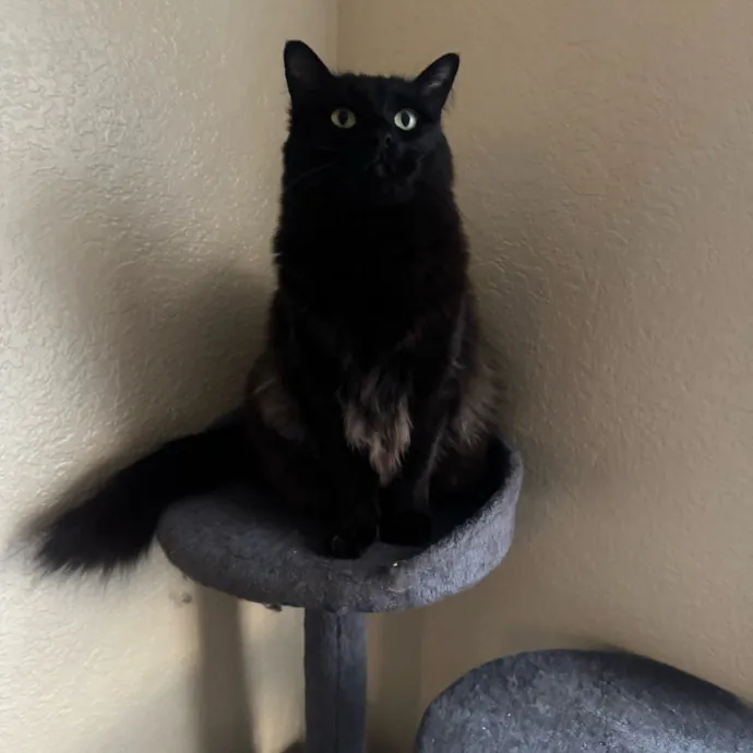 Remember The Ala-Meow