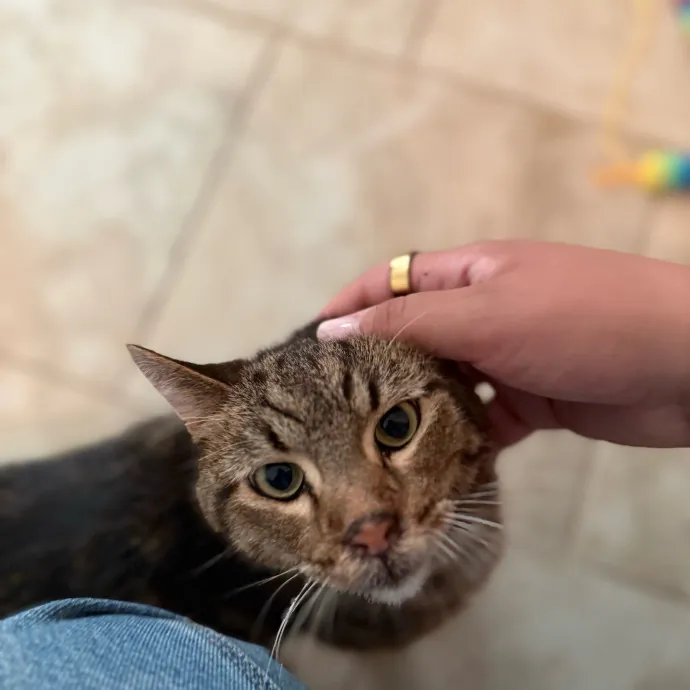 Remember The Ala-Meow