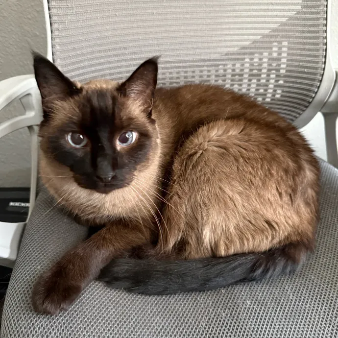 Remember The Ala-Meow