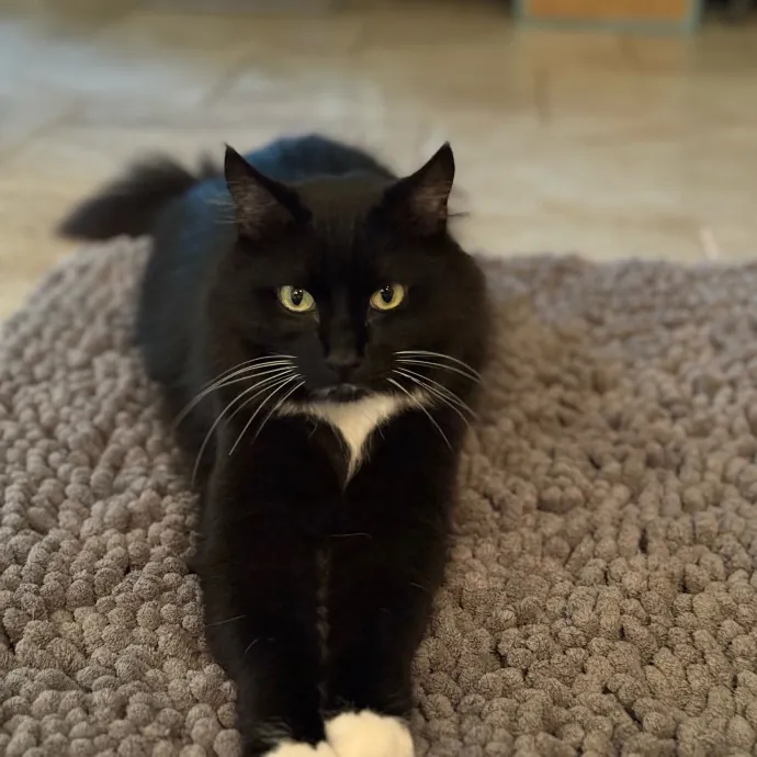 Remember The Ala-Meow