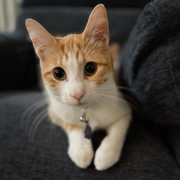 Remember The Ala-Meow