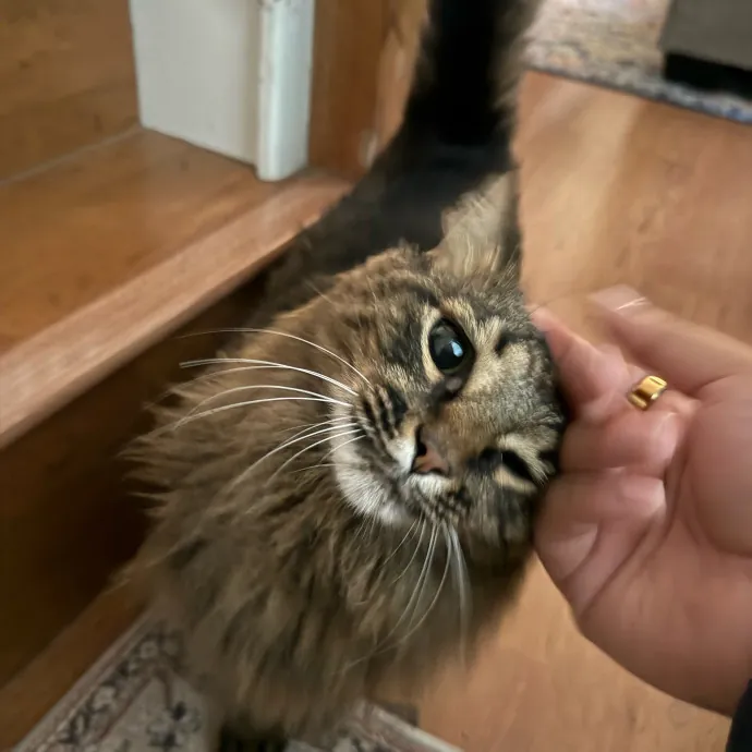 Remember The Ala-Meow