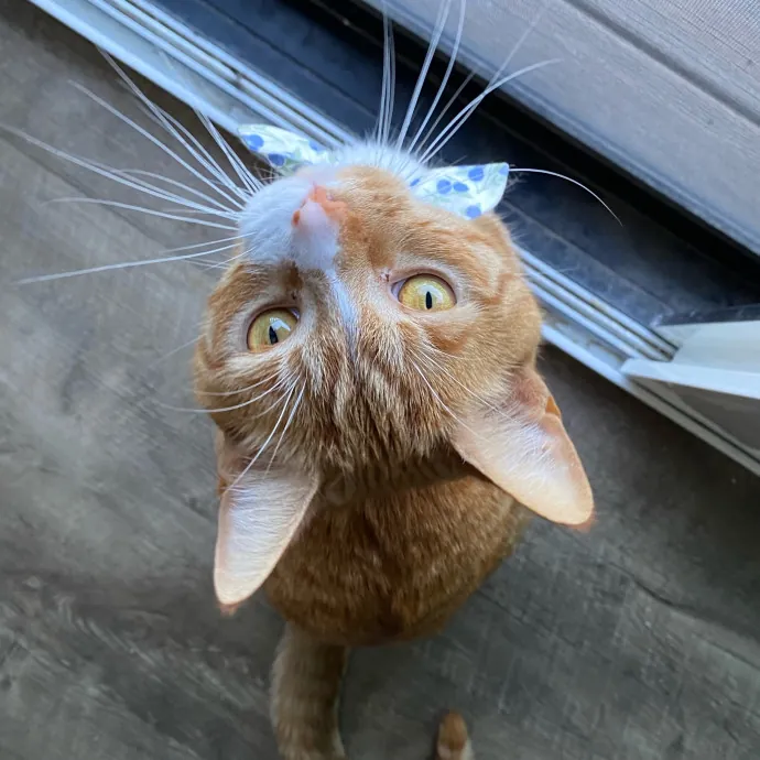 Impawsible Love - Ready To Pamper