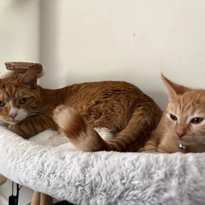 Impawsible Love - Ready To Pamper photo 4