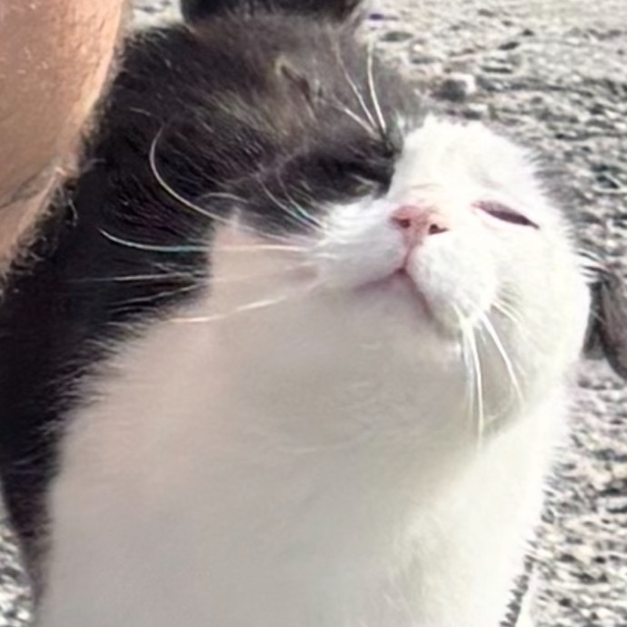 Feline Fan