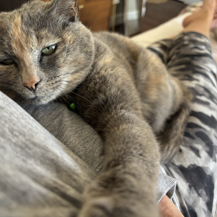 Feline Fan photo 3