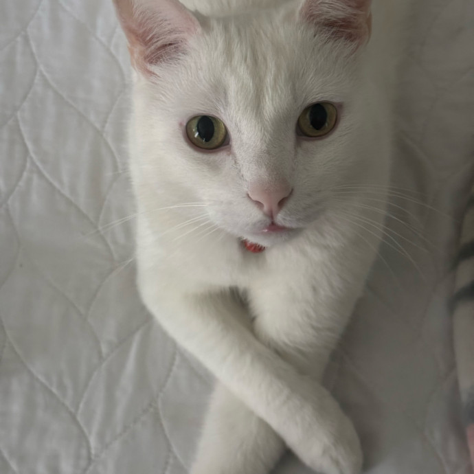 Feline Fan photo 2