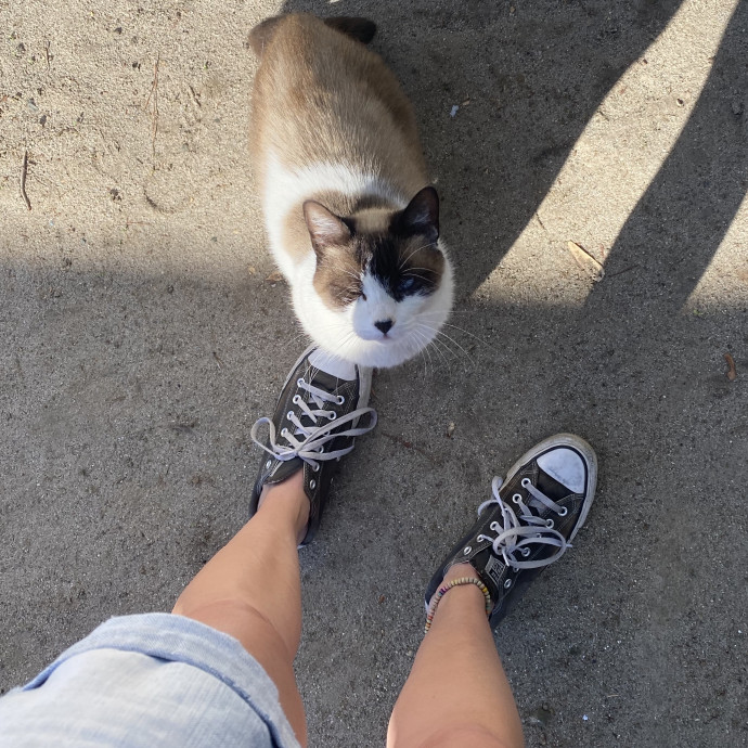 Thee Cat Lady