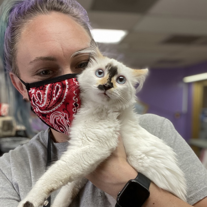 Thee Cat Lady photo 2