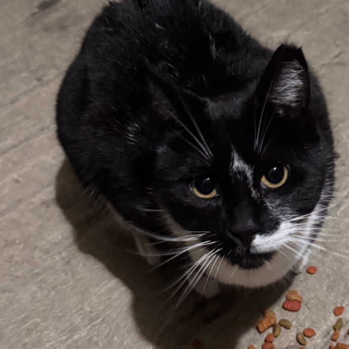 Trustworthy Cat Sitter photo 3