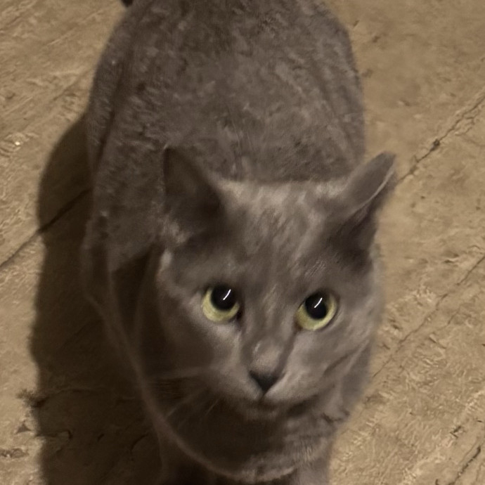 Trustworthy Cat Sitter photo 2