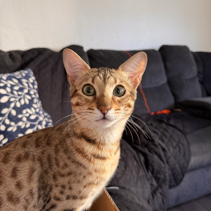 Trustworthy Cat Sitter