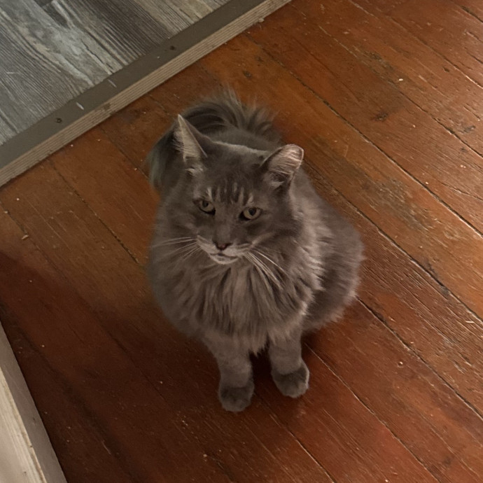Trustworthy Cat Sitter