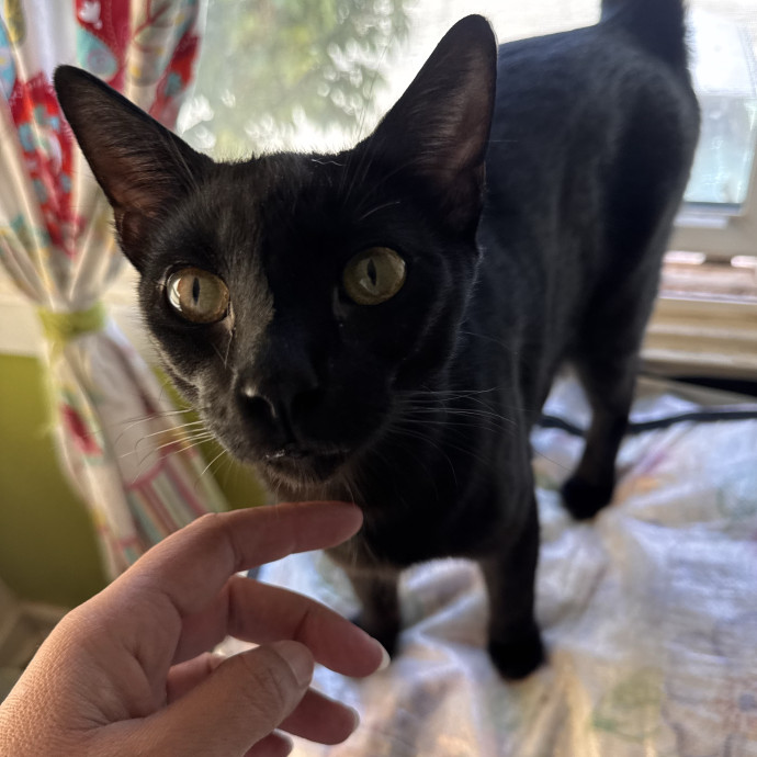 Trustworthy Cat Sitter photo 3