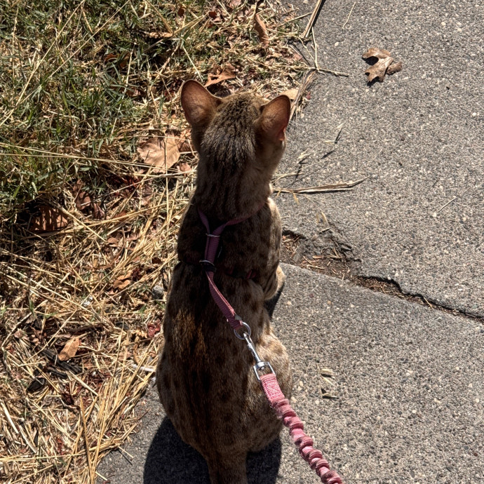 Trustworthy Cat Sitter photo 2