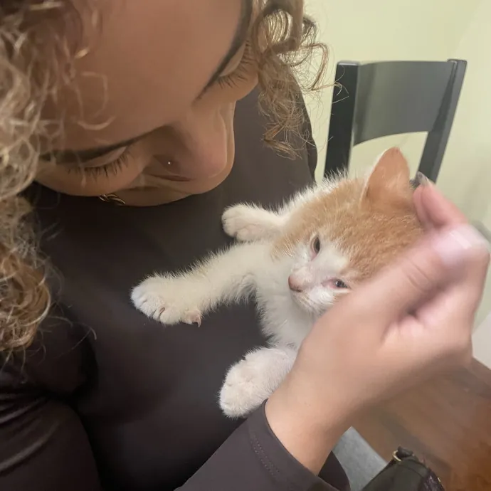 Christine The Kitty Concierge