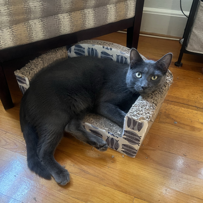 Christine The Kitty Concierge