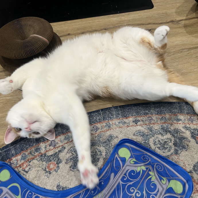 Christine The Kitty Concierge