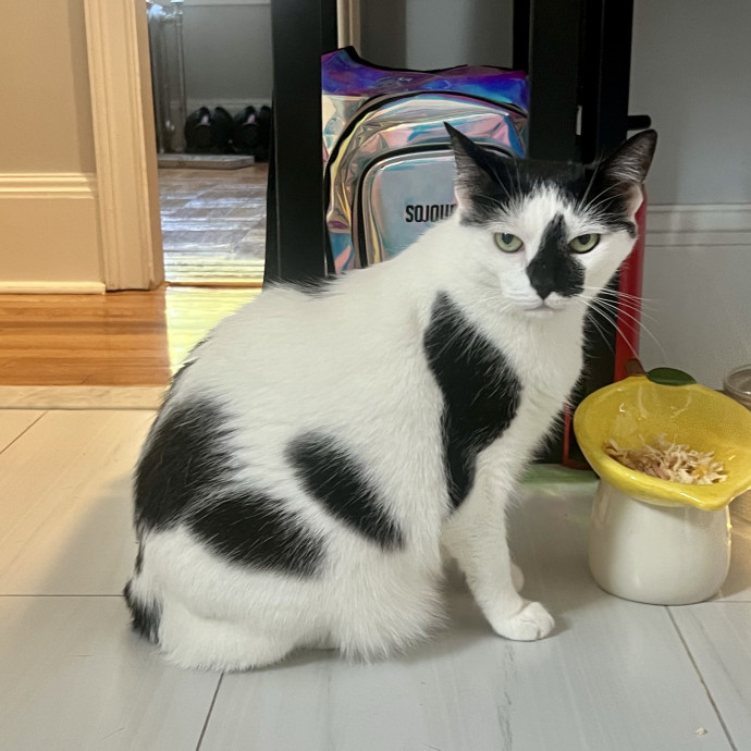 Christine The Kitty Concierge