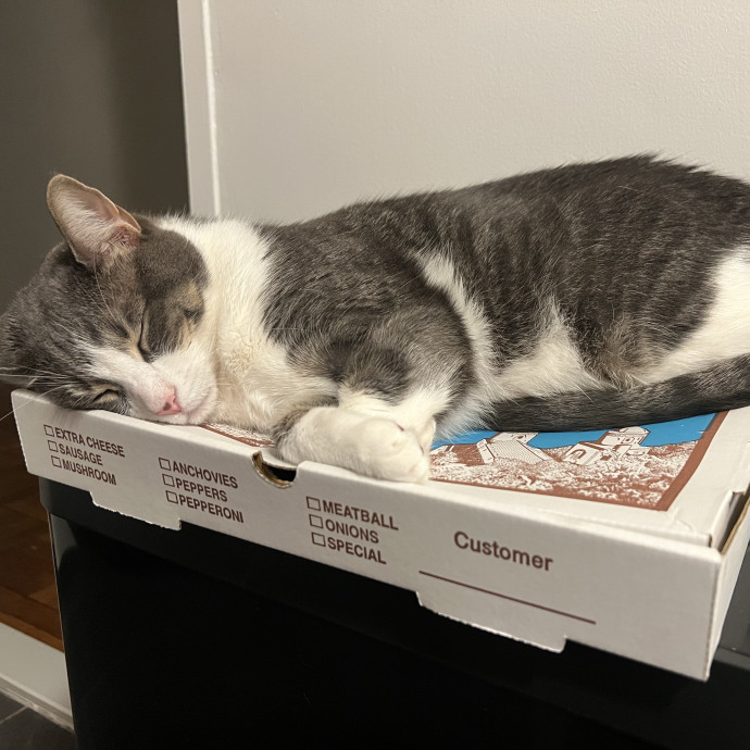Christine The Kitty Concierge