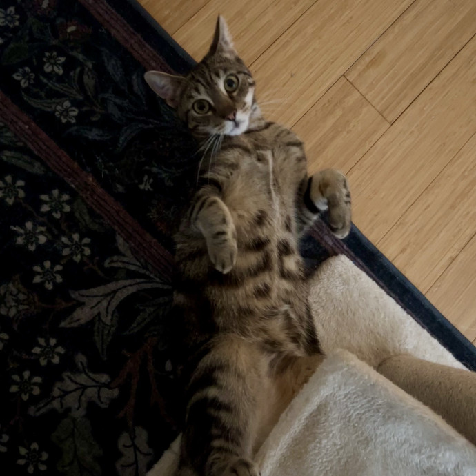 Christine The Kitty Concierge
