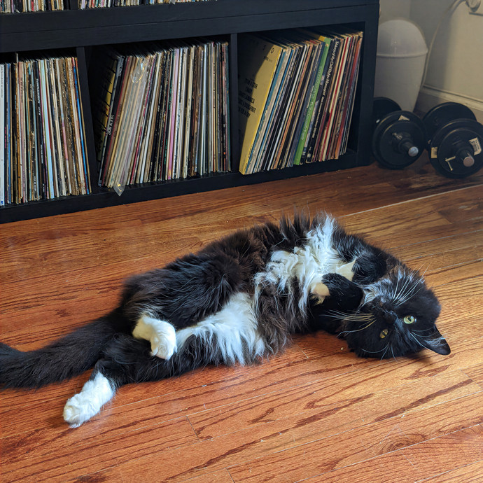 Liz The Cat Charmer photo 3