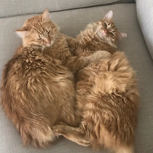 Taylor Doty's Cat Sitting Services photo 4