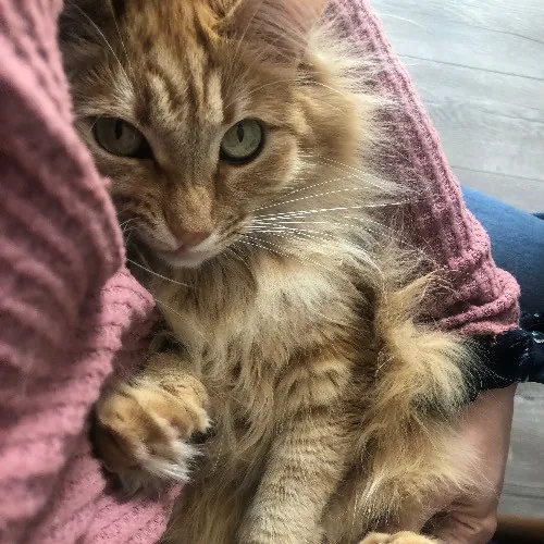 Taylor Doty's Cat Sitting Services photo 3