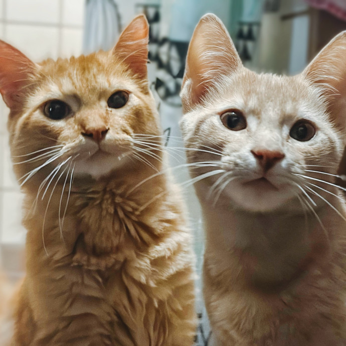 Rio Cat Collective