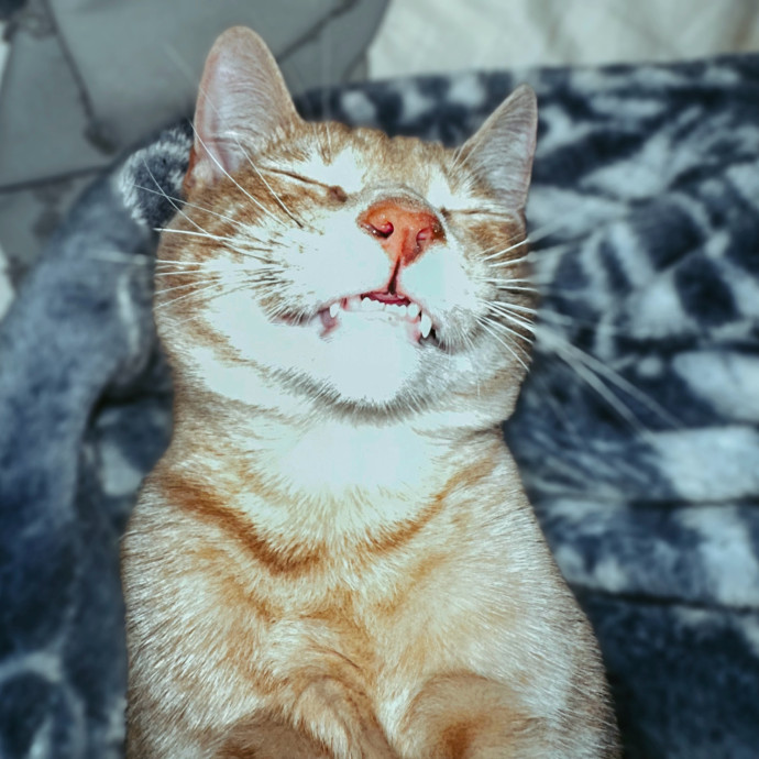 Rio Cat Collective