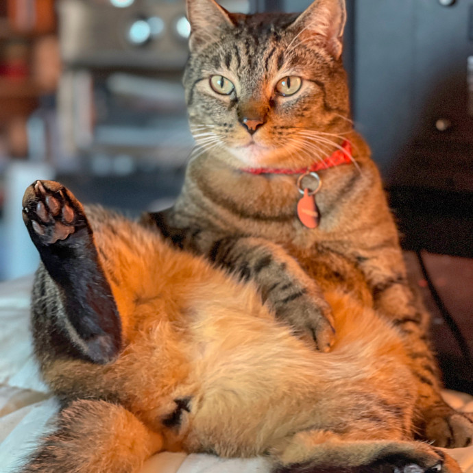 Rio Cat Collective