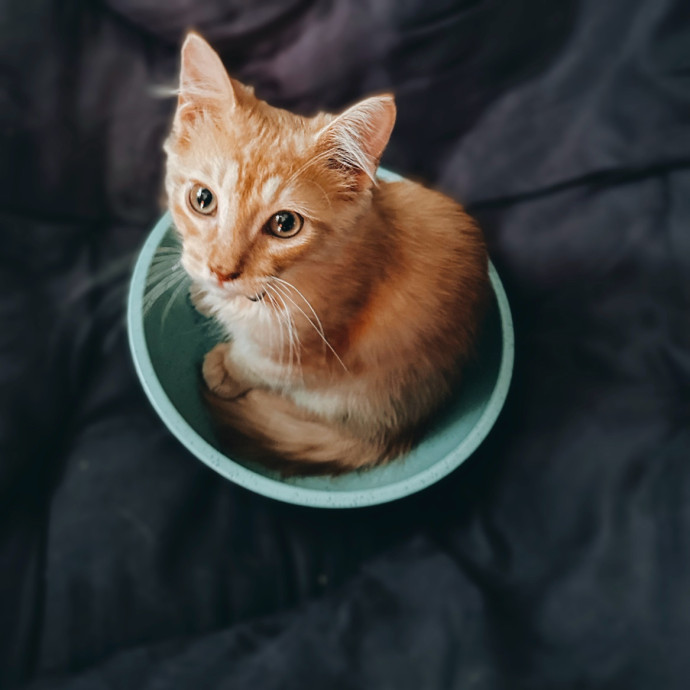 Rio Cat Collective