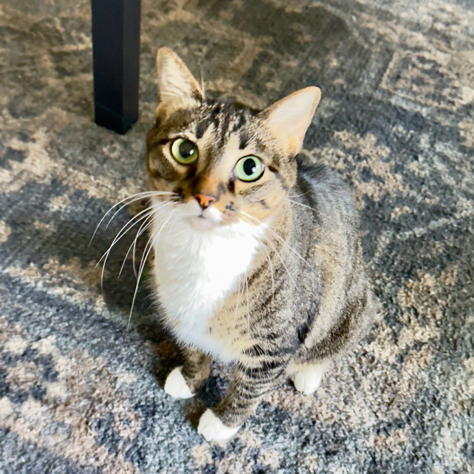 Rio Cat Collective