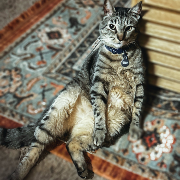 Rio Cat Collective