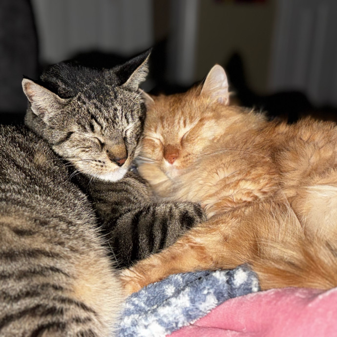 Rio Cat Collective