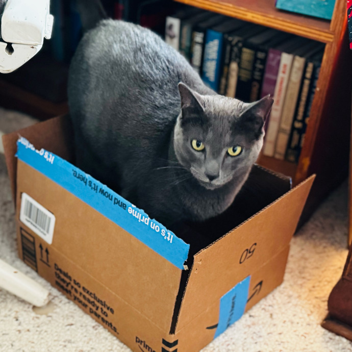 Rio Cat Collective