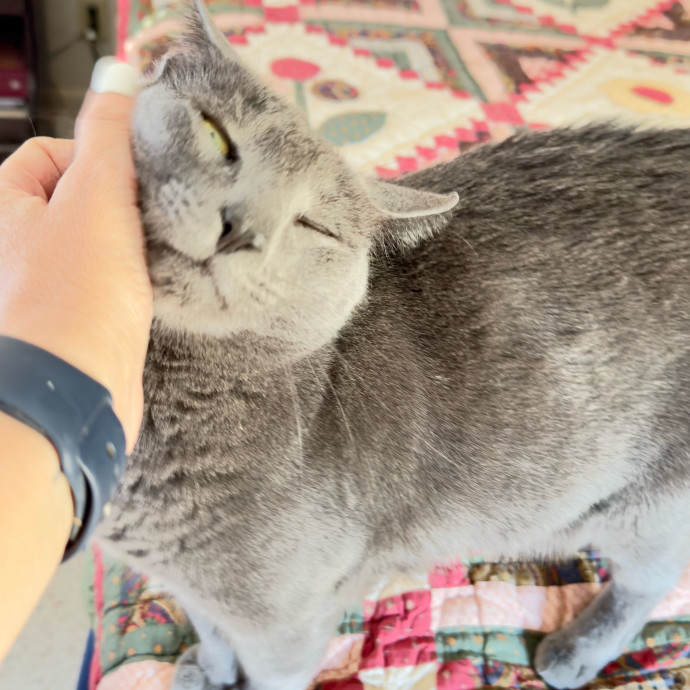 Rio Cat Collective